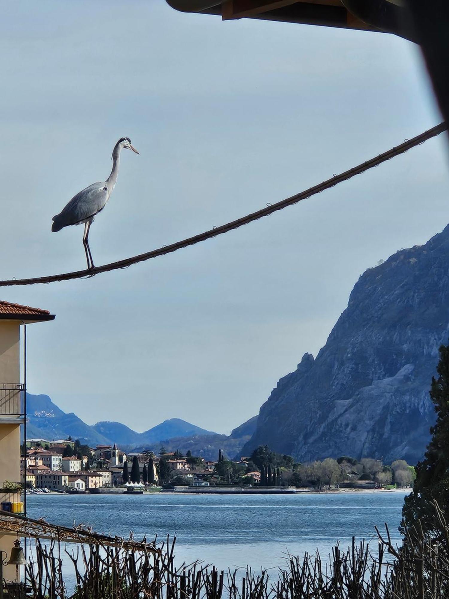 L'Airone - Casa Vacanza Mandello del Lario Zewnętrze zdjęcie